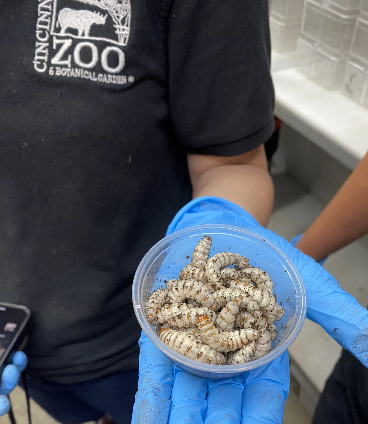 Juicy ABB larvae from just one bucket!